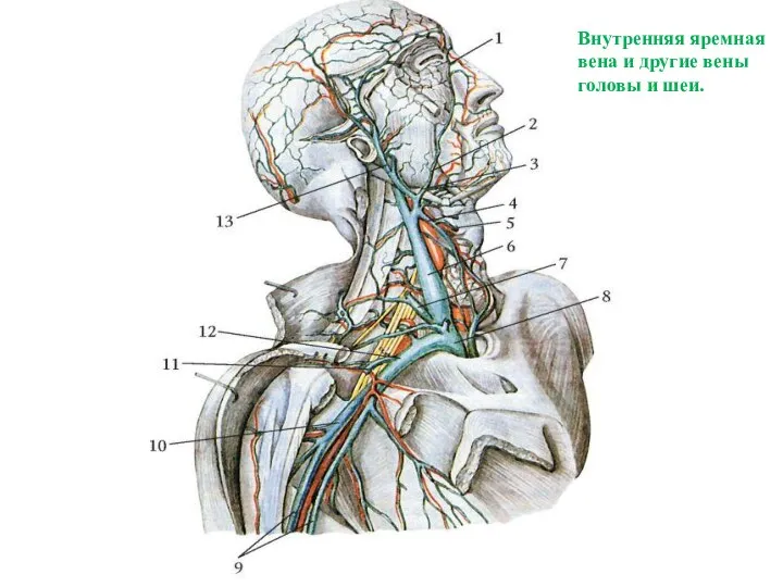 Внутренняя яремная вена и другие вены головы и шеи.