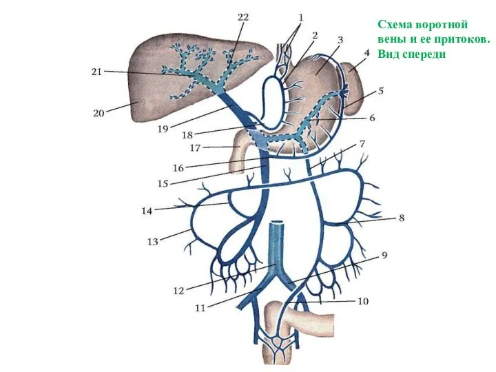 Схема воротной вены и ее притоков. Вид спереди