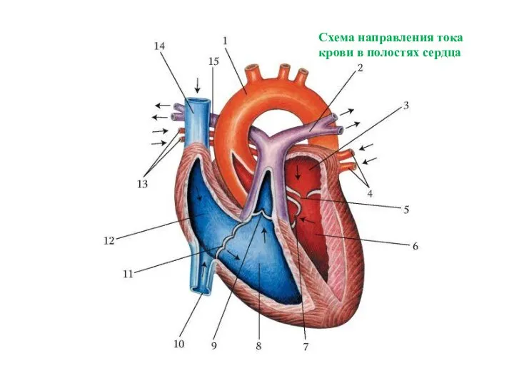 Схема направления тока крови в полостях сердца