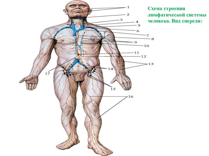 Схема строения лимфатической системы человека. Вид спереди: