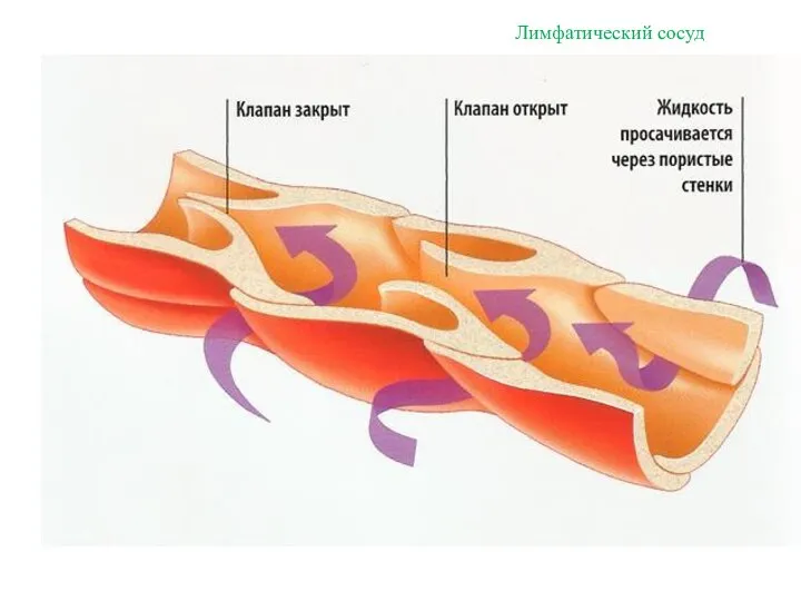 Лимфатический сосуд