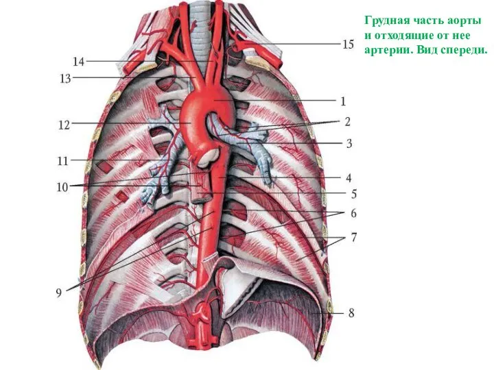 Грудная часть аорты и отходящие от нее артерии. Вид спереди.