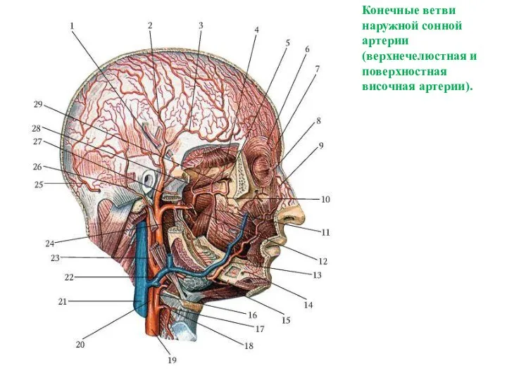 Конечные ветви наружной сонной артерии (верхнечелюстная и поверхностная височная артерии).