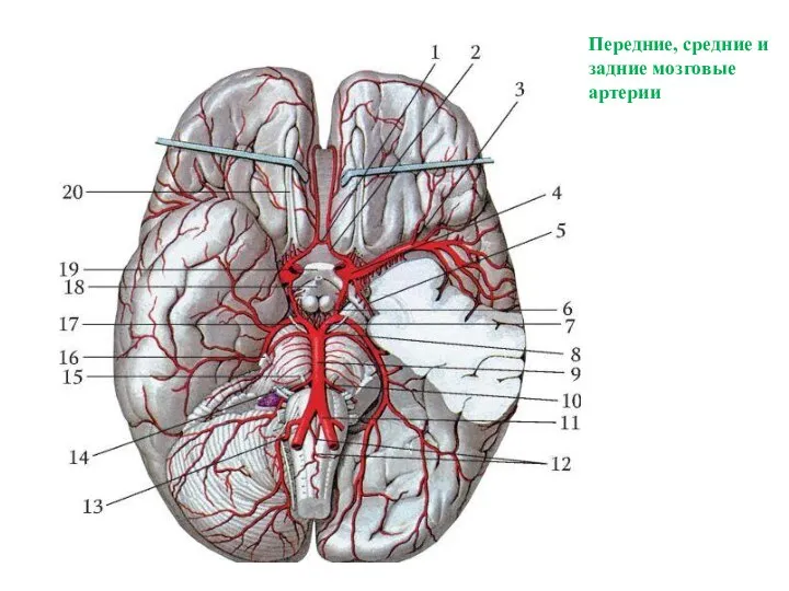 Передние, средние и задние мозговые артерии