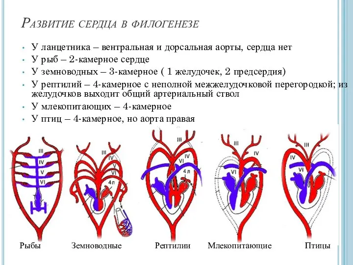 Развитие сердца в филогенезе У ланцетника – вентральная и дорсальная аорты,