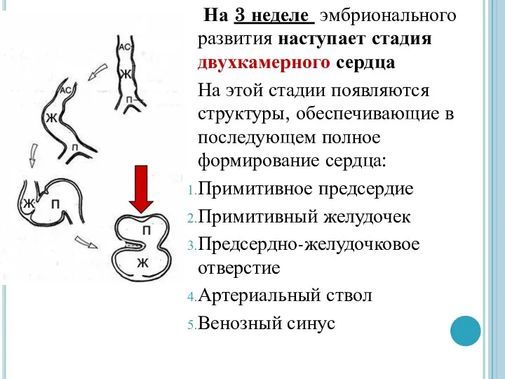 На 3 неделе эмбрионального развития наступает стадия двухкамерного сердца На этой