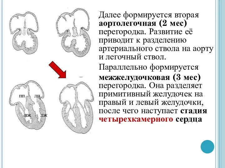 Далее формируется вторая аортолегочная (2 мес) перегородка. Развитие её приводит к