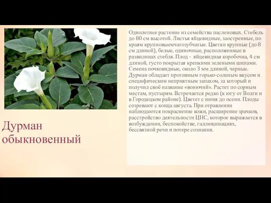 Дурман обыкновенный Однолетнее растение из семейства пасленовых. Стебель до 80 см