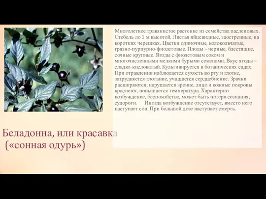 Беладонна, или красавка («сонная одурь») Многолетнее травянистое растение из семейства пасленовых.