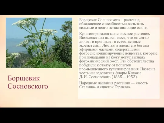 Борщевик Сосновского Борщевик Сосновского - растение, обладающее способностью вызывать сильные и