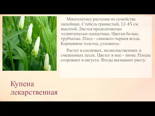 Купена лекарственная Многолетнее растение из семейства лилейных. Стебель гранистый, 12-45 см