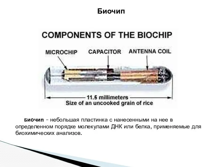 Биочип Биочип – небольшая пластинка с нанесенными на нее в определенном