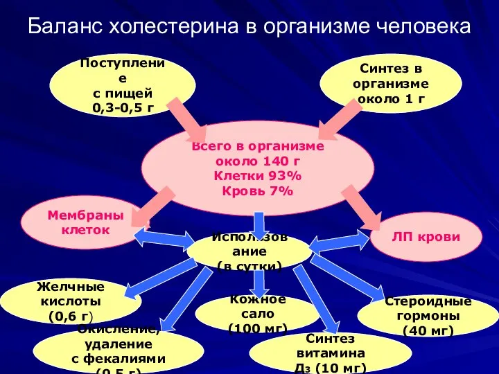 Баланс холестерина в организме человека Поступление с пищей 0,3-0,5 г Синтез