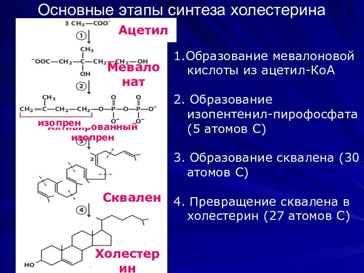 Основные этапы синтеза холестерина 1.Образование мевалоновой кислоты из ацетил-КоА 2. Образование