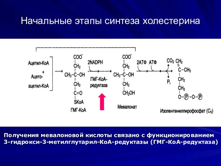 Начальные этапы синтеза холестерина Получения мевалоновой кислоты связано с функционированием 3-гидрокси-3-метилглутарил-КоА-редуктазы (ГМГ-КоА-редуктаза)