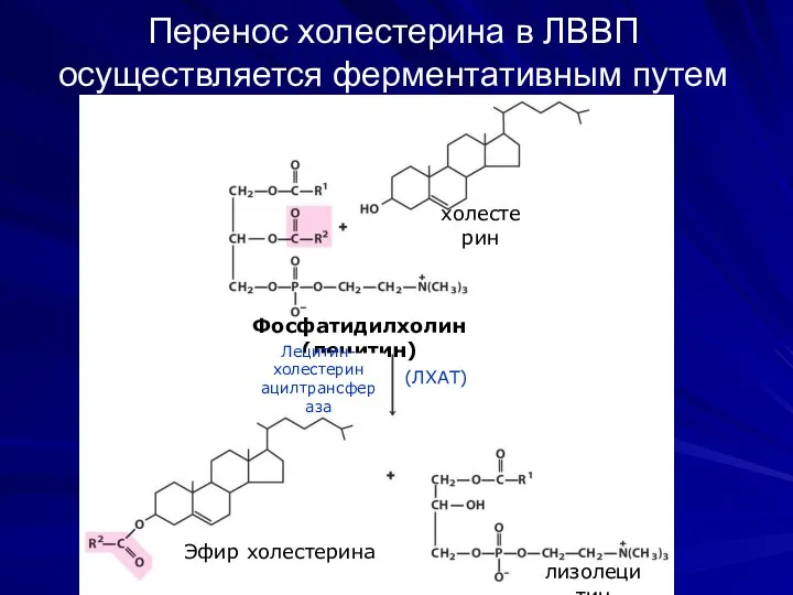 Перенос холестерина в ЛВВП осуществляется ферментативным путем Фосфатидилхолин (лецитин) Лецитин- холестерин