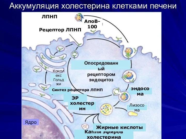 Аккумуляция холестерина клетками печени ЛПНП Рецептор ЛПНП АпоВ-100 Опосредованный рецептором эндоцитоз