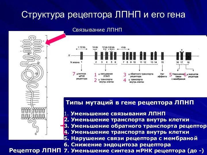 Структура рецептора ЛПНП и его гена Связывание ЛПНП Рецептор ЛПНП Типы