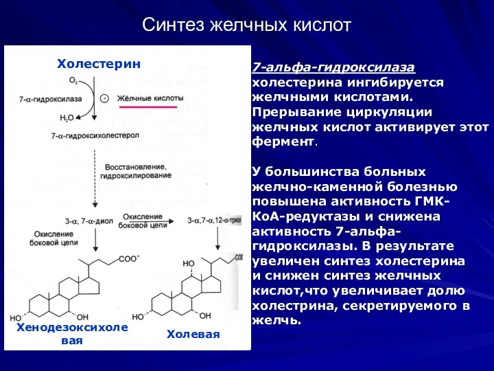 Синтез желчных кислот 7-альфа-гидроксилаза холестерина ингибируется желчными кислотами. Прерывание циркуляции желчных