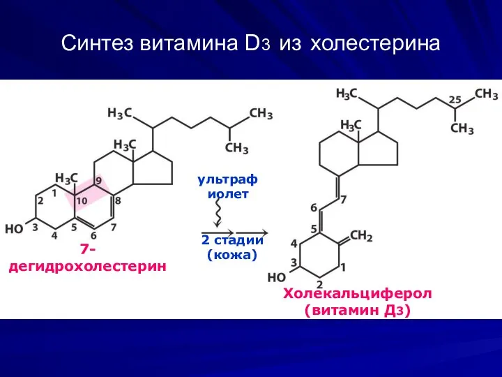 Синтез витамина D3 из холестерина Холекальциферол (витамин Д3) ультрафиолет 7-дегидрохолестерин 2 стадии (кожа)