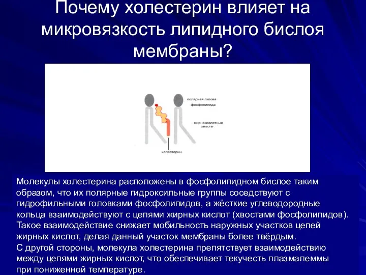 Почему холестерин влияет на микровязкость липидного бислоя мембраны? Молекулы холестерина расположены