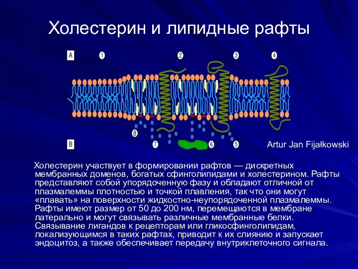 Холестерин и липидные рафты Холестерин участвует в формировании рафтов — дискретных