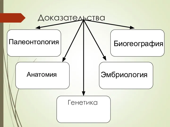 Доказательства Генетика Анатомия Палеонтология Эмбриология Биогеография