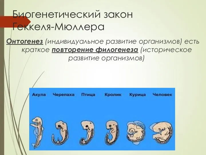 Биогенетический закон Геккеля-Мюллера Онтогенез (индивидуальное развитие организмов) есть краткое повторение филогенеза (историческое развитие организмов)