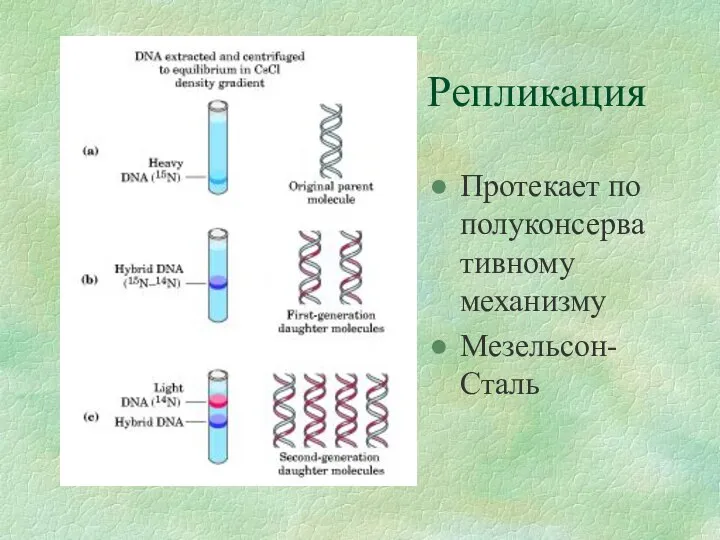 Репликация Протекает по полуконсервативному механизму Мезельсон-Сталь