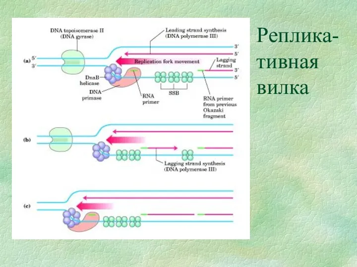 Реплика-тивная вилка