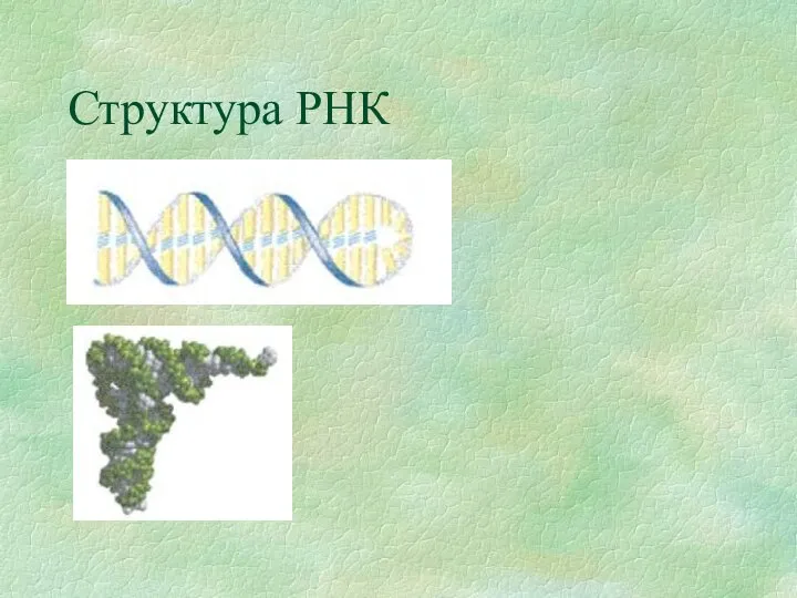 Структура РНК