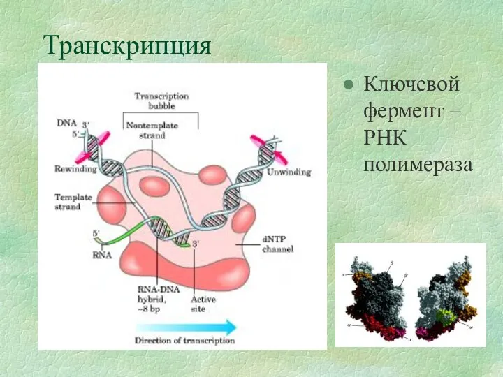 Транскрипция Ключевой фермент – РНК полимераза