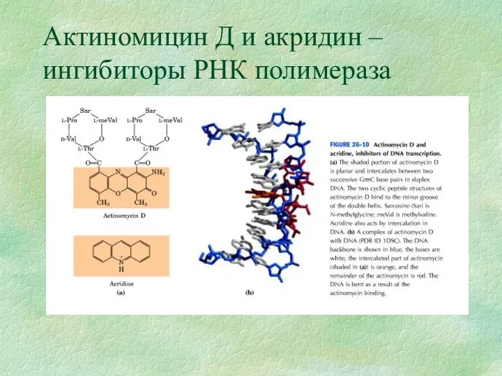 Актиномицин Д и акридин – ингибиторы РНК полимераза