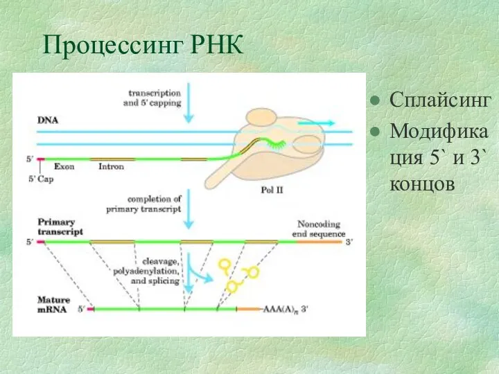 Процессинг РНК Сплайсинг Модификация 5` и 3` концов