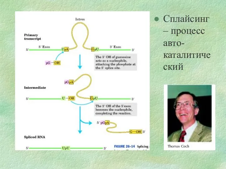 Сплайсинг – процесс авто-каталитический