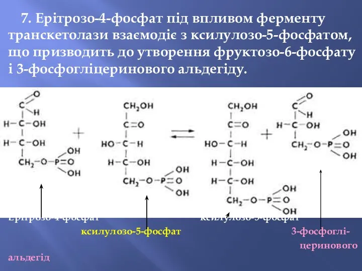 7. Ерітрозо-4-фосфат під впливом ферменту транскетолази взаємодіє з ксилулозо-5-фосфатом, що призводить