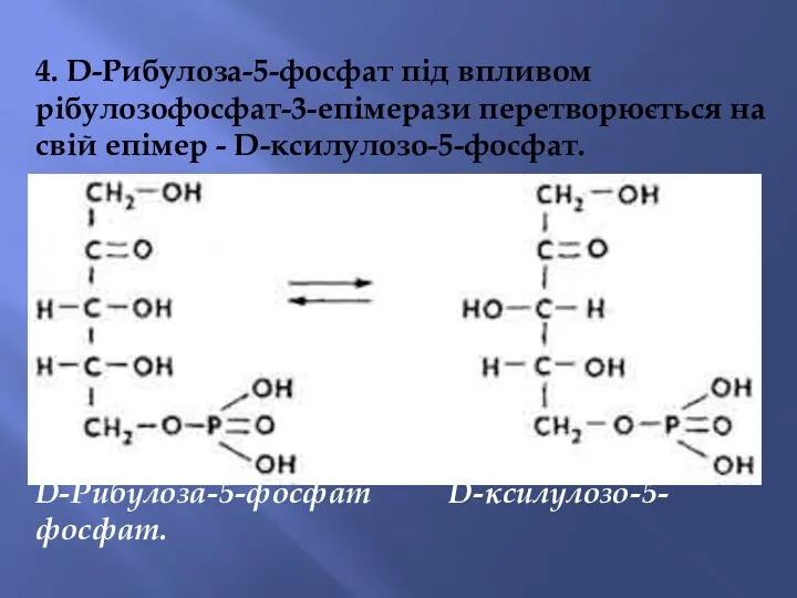 4. D-Рибулоза-5-фосфат під впливом рібулозофосфат-3-епімерази перетворюється на свій епімер - D-ксилулозо-5-фосфат. D-Рибулоза-5-фосфат D-ксилулозо-5-фосфат.