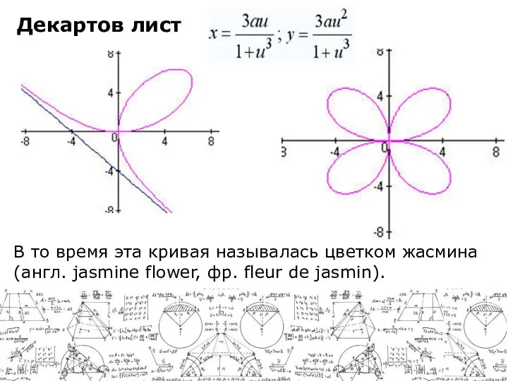 В то время эта кривая называлась цветком жасмина (англ. jasmine flower,