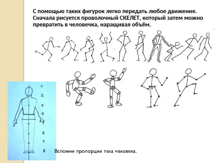 Вспомни пропорции тела человека.