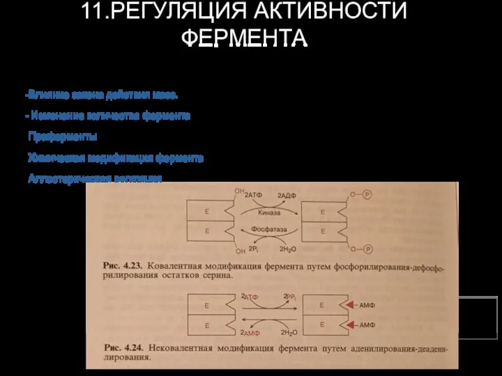 11.РЕГУЛЯЦИЯ АКТИВНОСТИ ФЕРМЕНТА -Влияние закона действия масс. - Изменение количества фермента