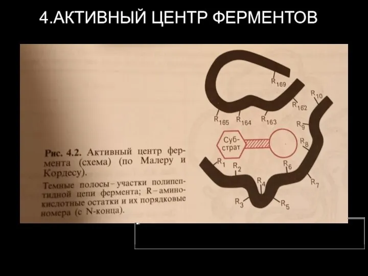 4.АКТИВНЫЙ ЦЕНТР ФЕРМЕНТОВ