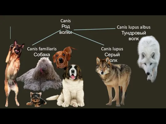 Canis Род волки Canis familiaris Собака Canis lupus Серый волк Canis lupus albus Тундровый волк