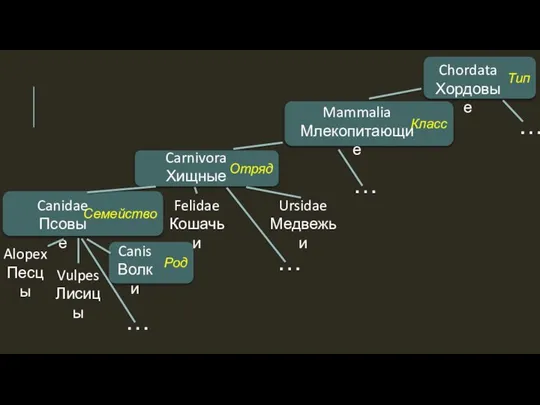 Род Canis Волки Семейство Vulpes Лисицы Alopex Песцы Canidae Псовые Отряд