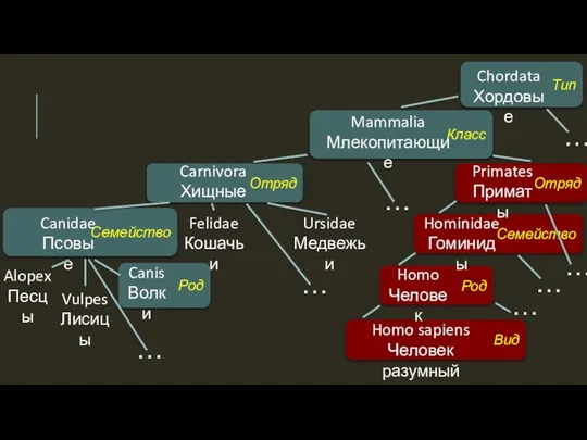 Род Canis Волки Семейство Vulpes Лисицы Alopex Песцы Canidae Псовые Отряд
