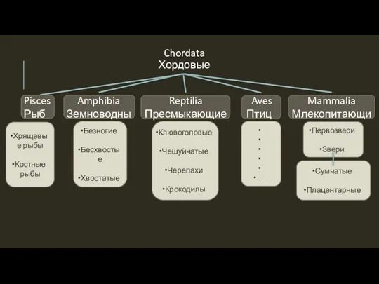 Chordata Хордовые Pisces Рыбы Amphibia Земноводные Reptilia Пресмыкающиеся Aves Птицы Mammalia