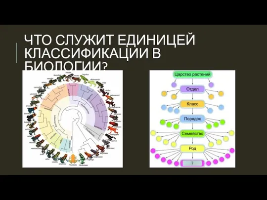 ЧТО СЛУЖИТ ЕДИНИЦЕЙ КЛАССИФИКАЦИИ В БИОЛОГИИ? ?