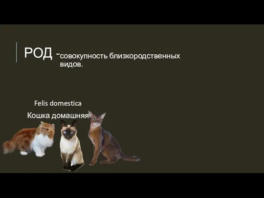 РОД - совокупность близкородственных видов. Felis domestica Кошка домашняя