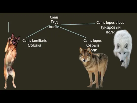 Canis Род волки Canis familiaris Собака Canis lupus Серый волк Canis lupus albus Тундровый волк