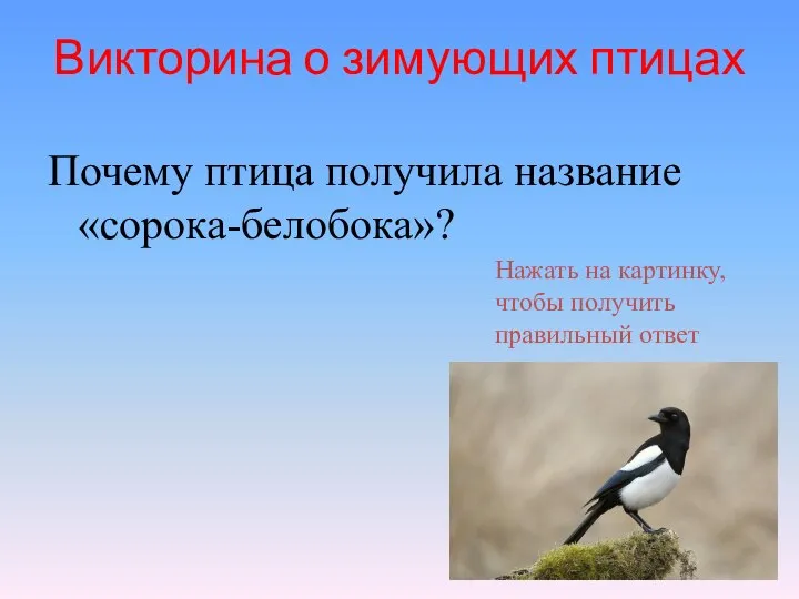 Викторина о зимующих птицах Почему птица получила название «сорока-белобока»? Нажать на картинку, чтобы получить правильный ответ