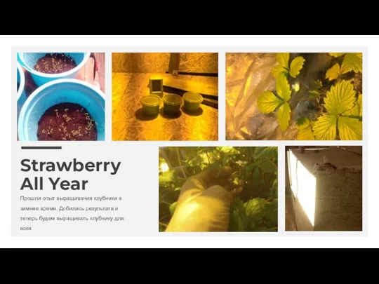 Strawberry All Year Прошли опыт выращивания клубники в зимнее время. Добились